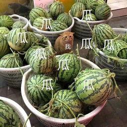 娱乐吃瓜在国外火不火,娱乐吃瓜现象,国外热度如何? 第2张 娱乐吃瓜在国外火不火,娱乐吃瓜现象,国外热度如何? 第2张